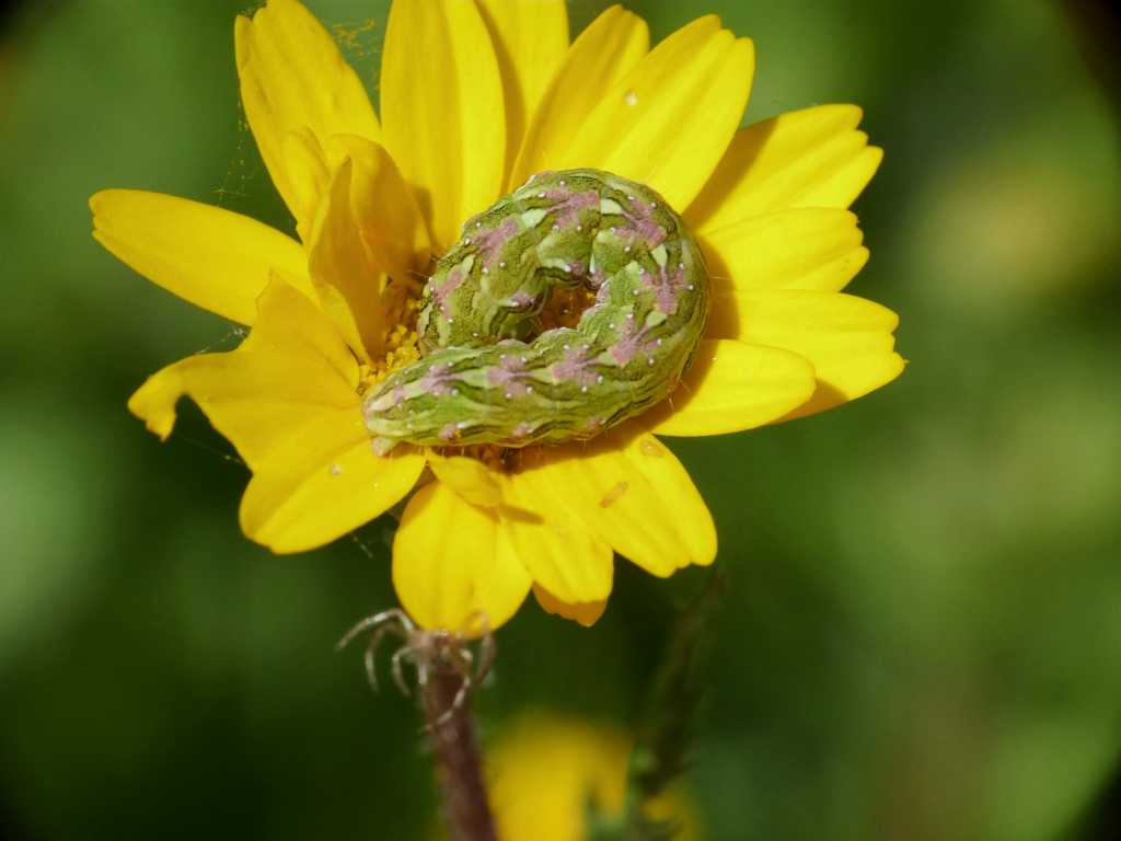 Bruco di Cucullia chamomillae su Anthemis - Tolfa (RM)